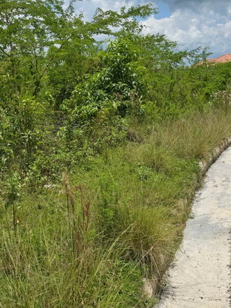 Sixth image of Lot 65- Palmbrook Estate Lacovia in Lacovia, St. Elizabeth, Jamaica - property is For Sale