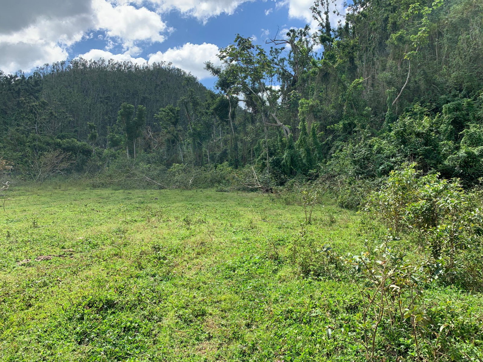 First image of Lot 145 Unity in Bunkers Hill, Trelawny, Jamaica - property is For Sale
