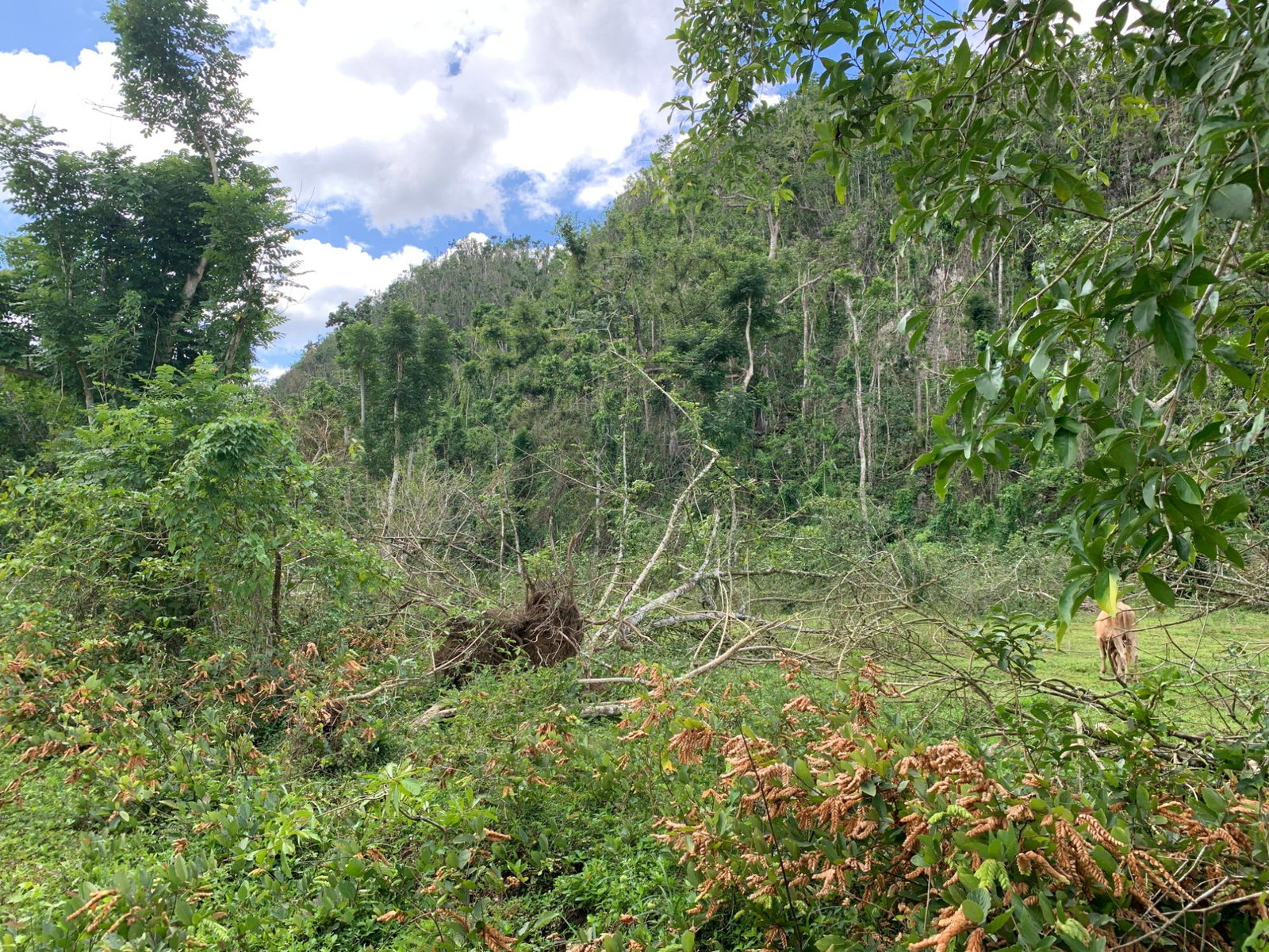 Tenth image of Lot 145 Unity in Bunkers Hill, Trelawny, Jamaica - property is For Sale