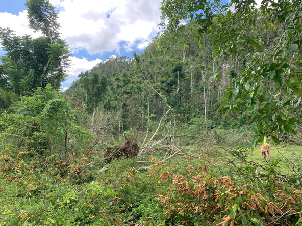Tenth image of Lot 145 Unity in Bunkers Hill, Trelawny, Jamaica - property is For Sale