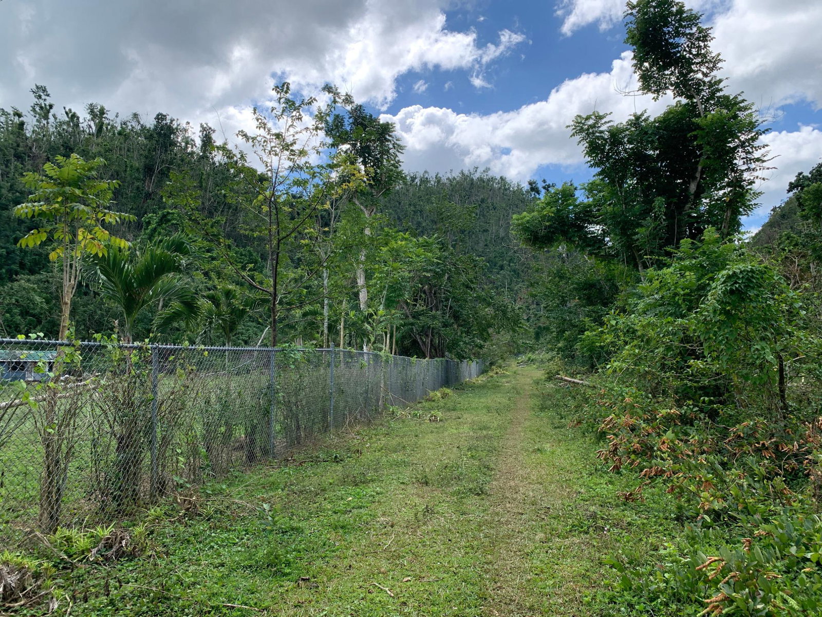 Eleventh image of Lot 145 Unity in Bunkers Hill, Trelawny, Jamaica - property is For Sale