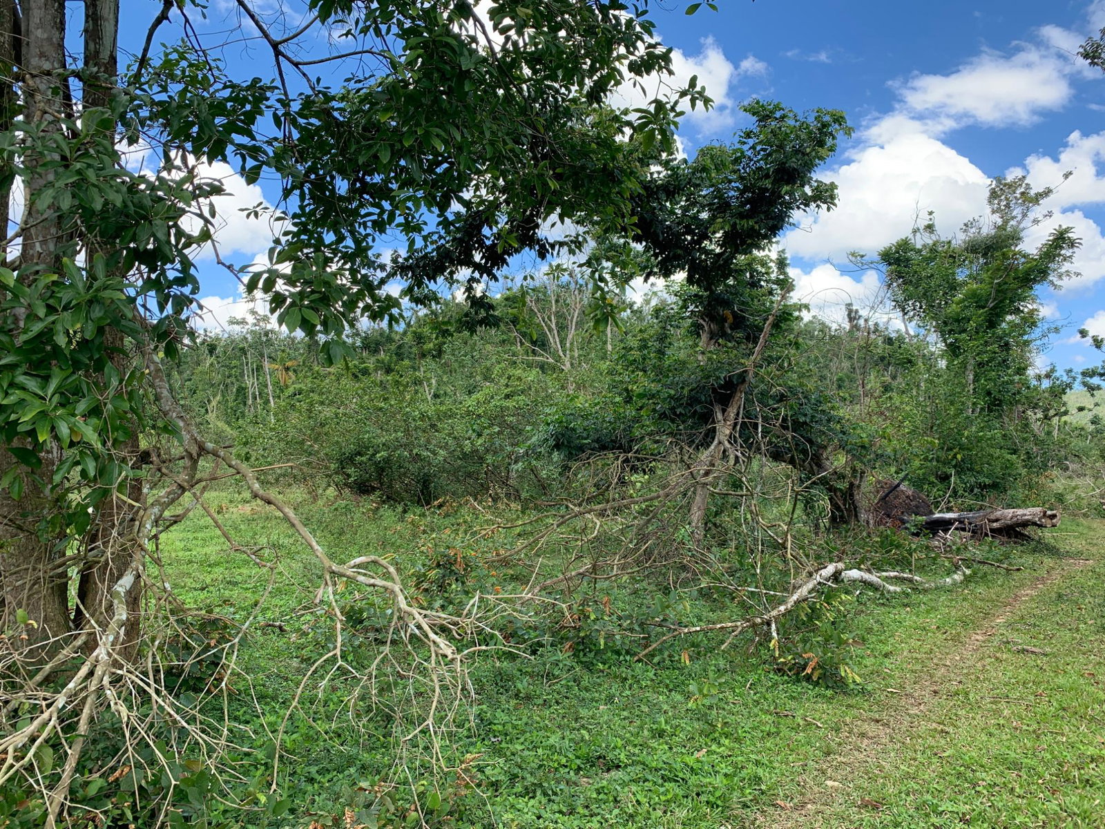 Twelfth image of Lot 145 Unity in Bunkers Hill, Trelawny, Jamaica - property is For Sale