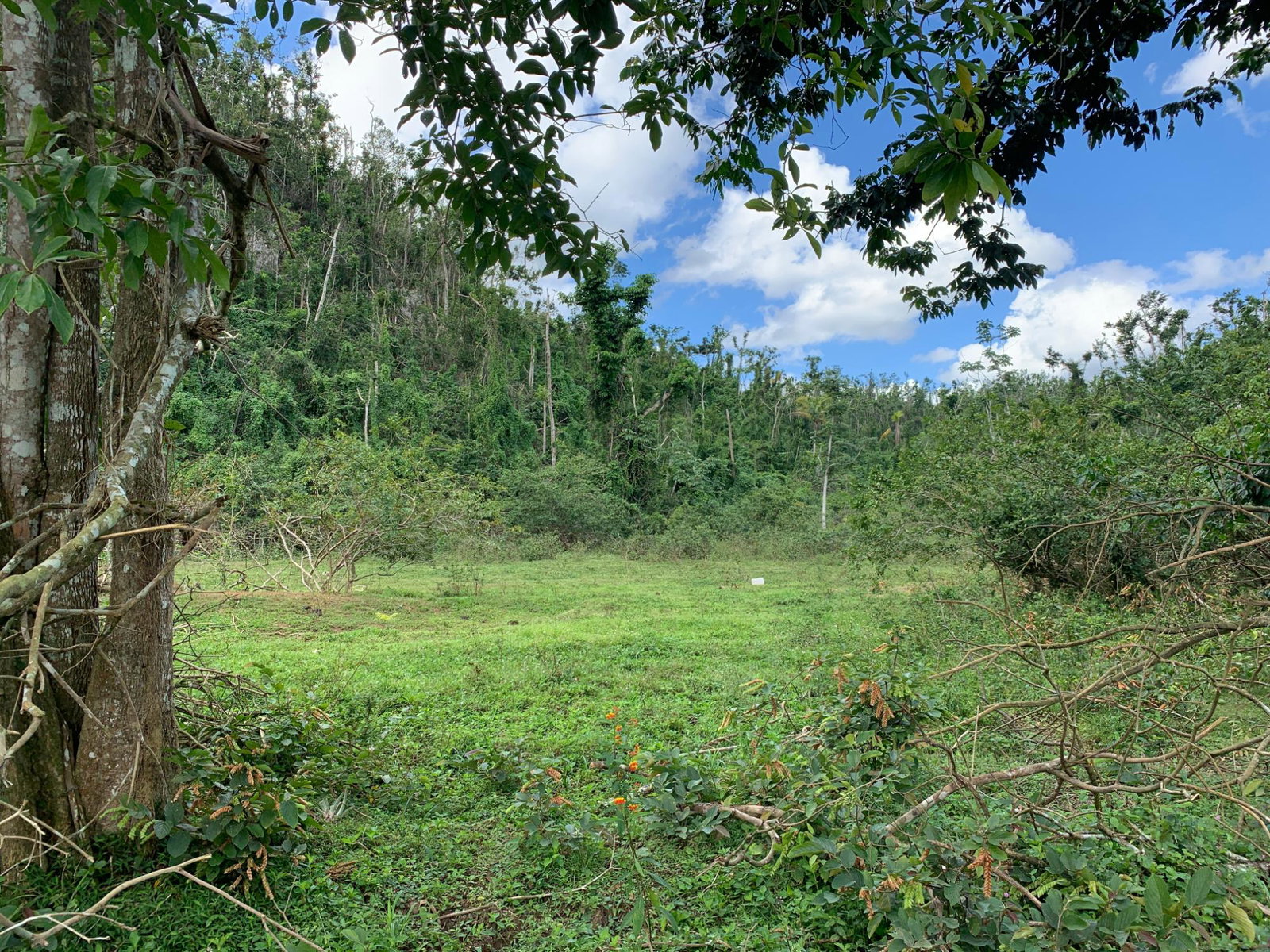 Thirteenth image of Lot 145 Unity in Bunkers Hill, Trelawny, Jamaica - property is For Sale