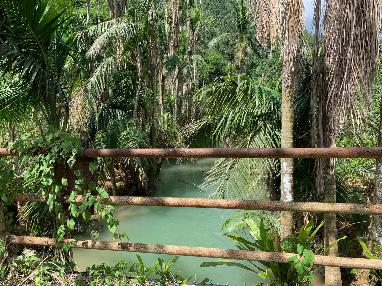 Fourteenth image of Lot 145 Unity in Bunkers Hill, Trelawny, Jamaica - property is For Sale
