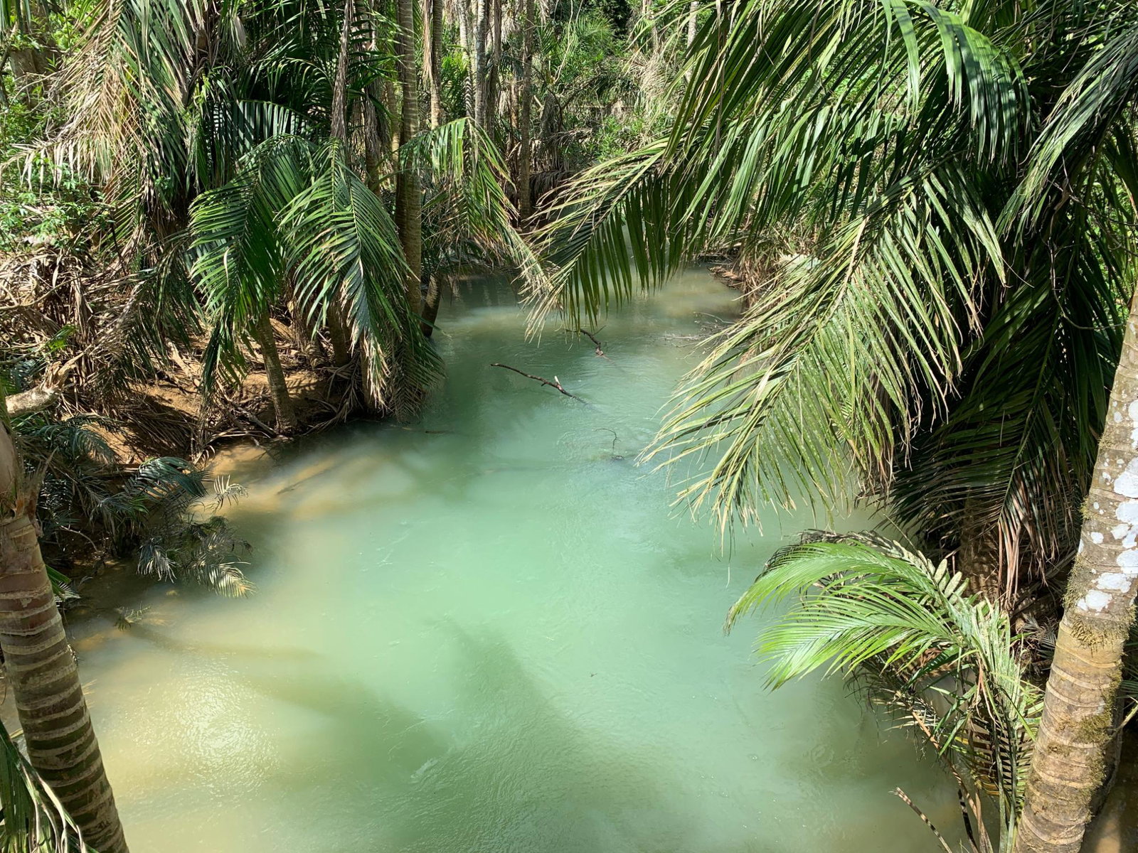 Fifteenth image of Lot 145 Unity in Bunkers Hill, Trelawny, Jamaica - property is For Sale