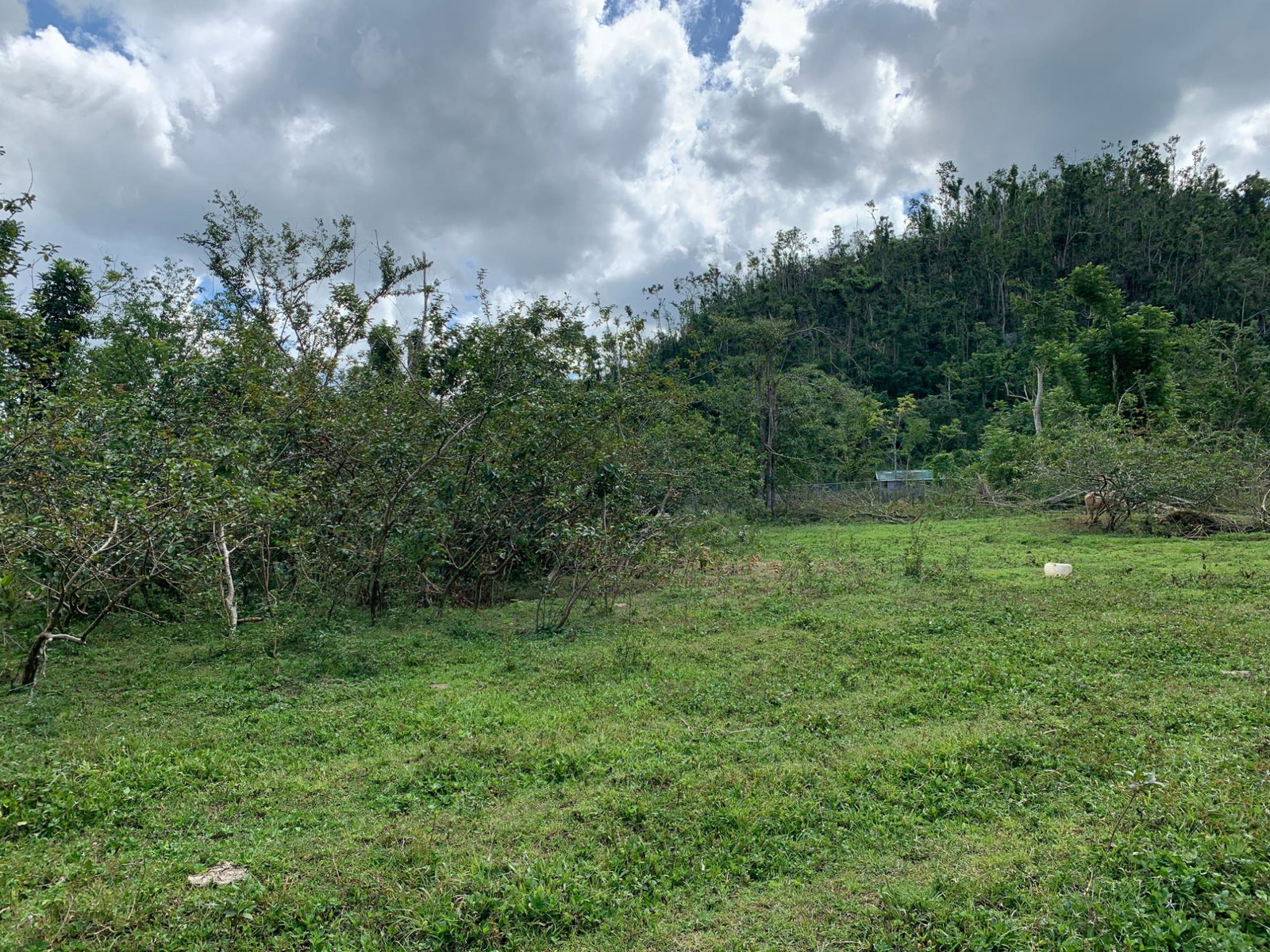 Third image of Lot 145 Unity in Bunkers Hill, Trelawny, Jamaica - property is For Sale
