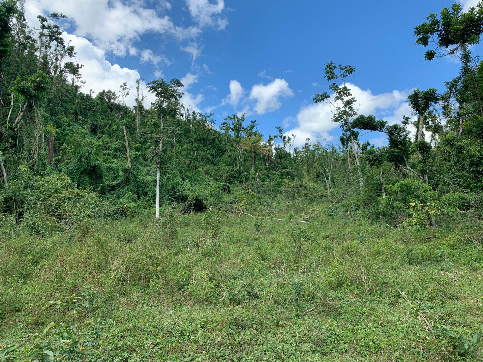 Fifth image of Lot 145 Unity in Bunkers Hill, Trelawny, Jamaica - property is For Sale