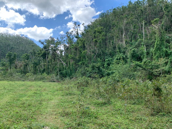 Sixth image of Lot 145 Unity in Bunkers Hill, Trelawny, Jamaica - property is For Sale