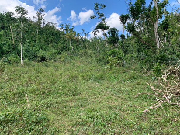 Seventh image of Lot 145 Unity in Bunkers Hill, Trelawny, Jamaica - property is For Sale