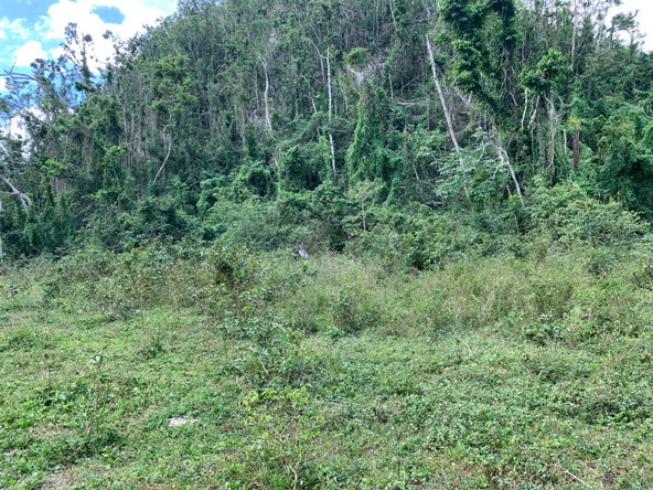 Eighth image of Lot 145 Unity in Bunkers Hill, Trelawny, Jamaica - property is For Sale
