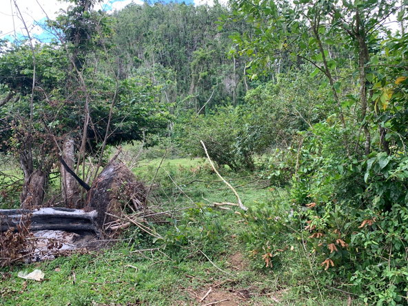 Ninth image of Lot 145 Unity in Bunkers Hill, Trelawny, Jamaica - property is For Sale