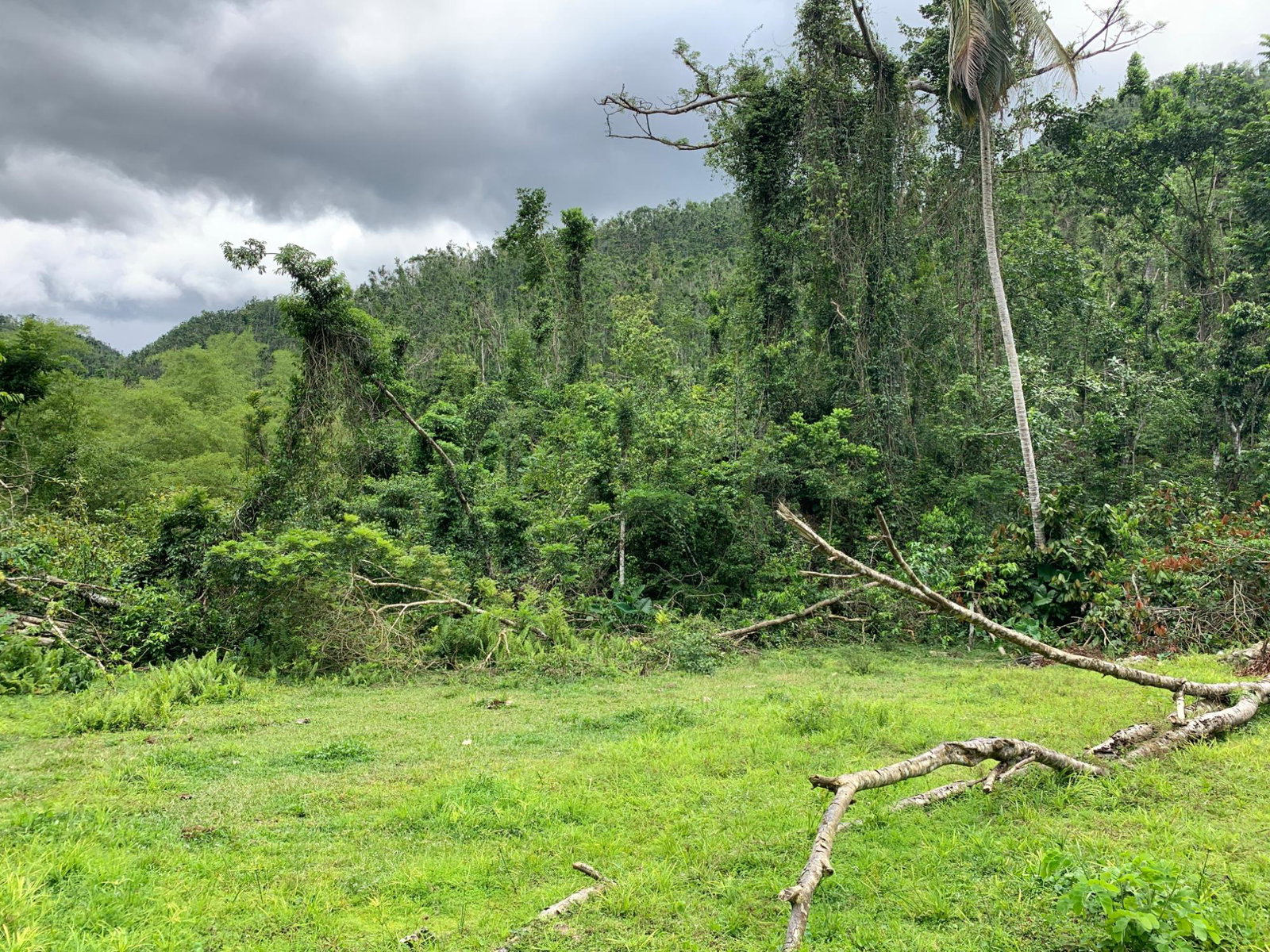 Fourth image of Lot 198 Unity in Bunkers Hill, Trelawny, Jamaica - property is For Sale