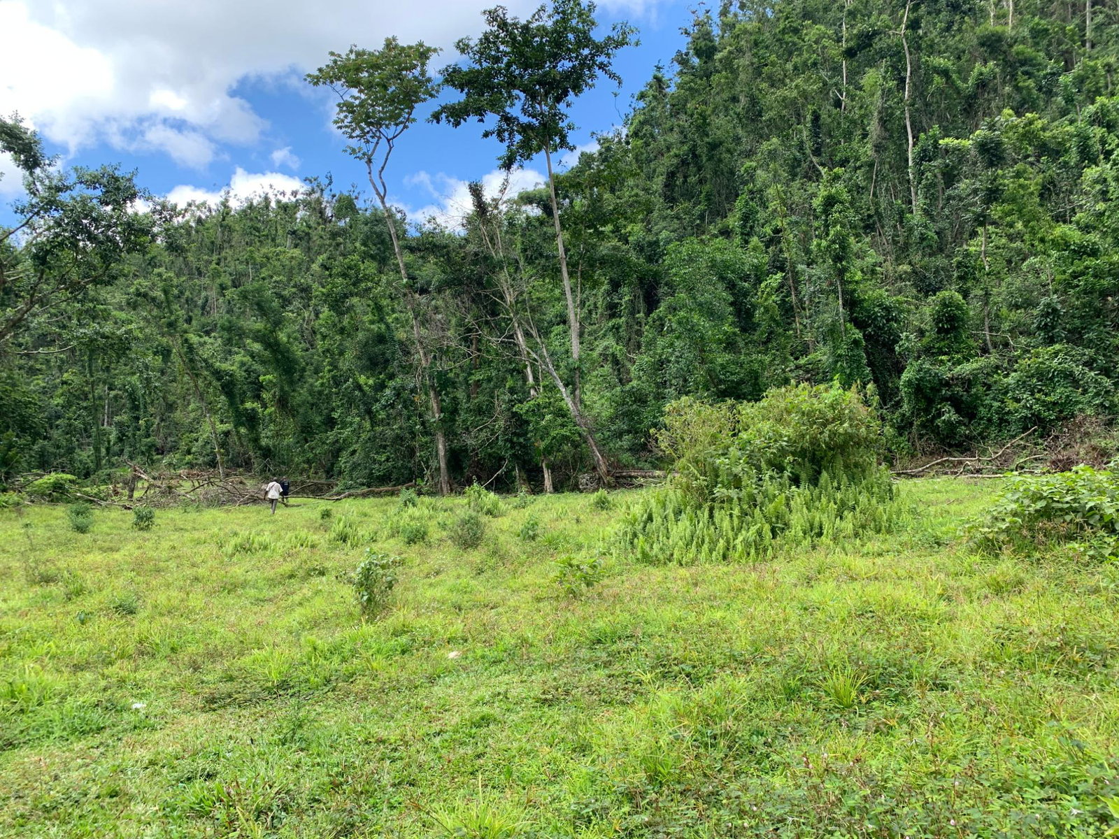Sixth image of Lot 198 Unity in Bunkers Hill, Trelawny, Jamaica - property is For Sale