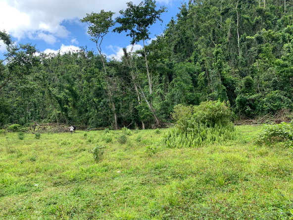 Sixth image of Lot 198 Unity in Bunkers Hill, Trelawny, Jamaica - property is For Sale