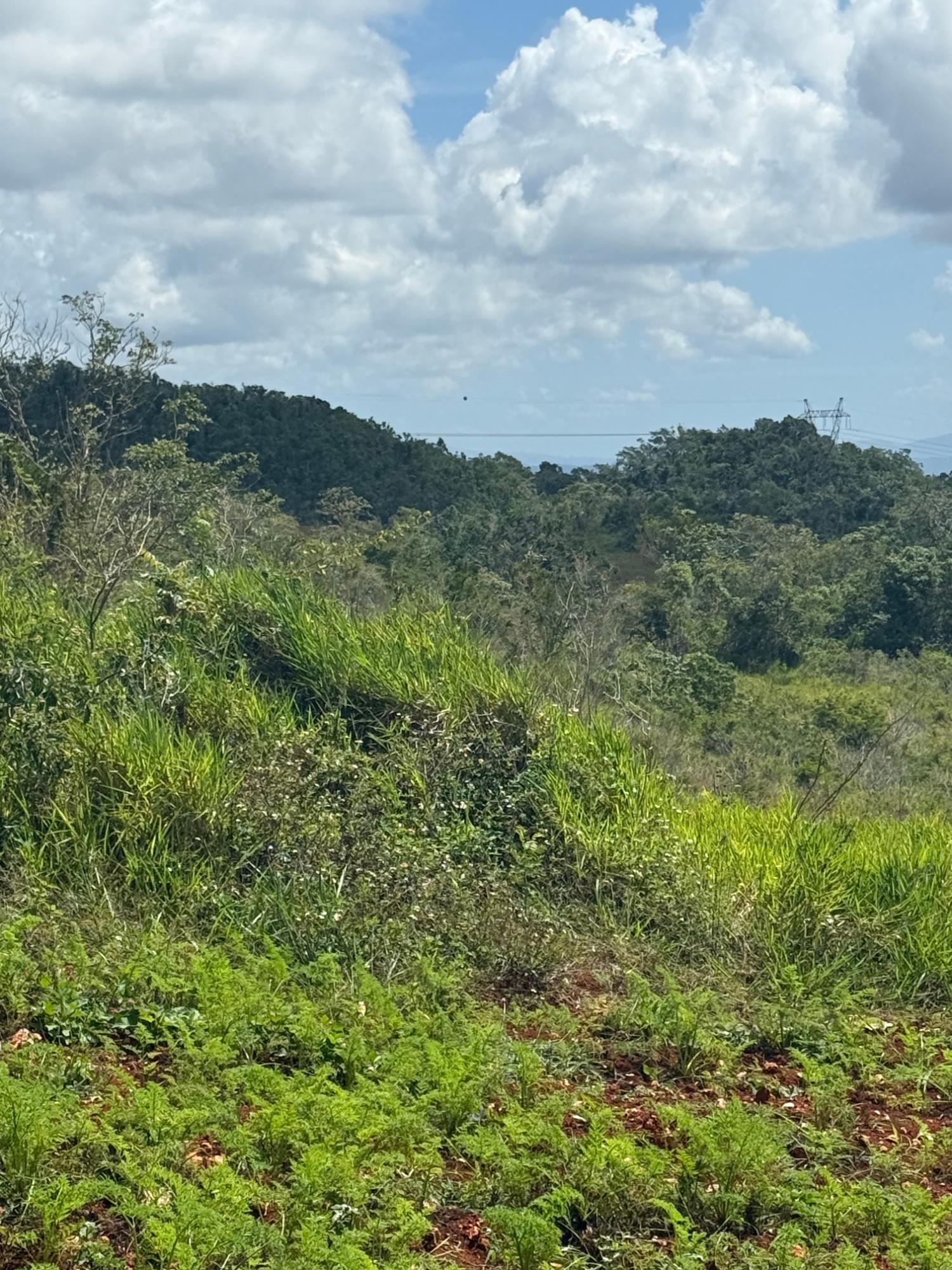 Thirteenth image of Edinburgh in Newport, Manchester, Jamaica - property is For Sale
