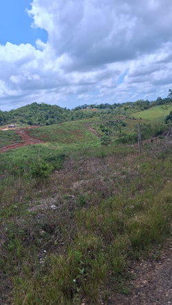 Seventh image of Knockpatrick 6.6 Acre Lot in Mandeville, Manchester, Jamaica - property is For Sale