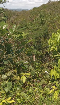 Second image of St. Jago Hills in Sligoville, St. Catherine, Jamaica - property is For Sale