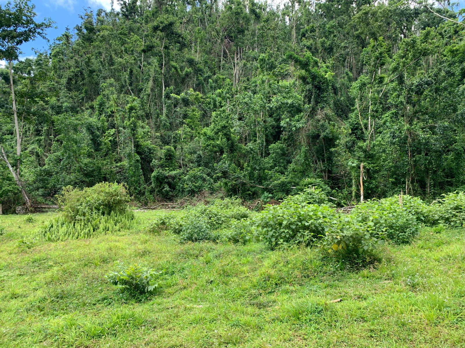 Fourth image of Lot 194 Unity in Bunkers Hill, Trelawny, Jamaica - property is For Sale