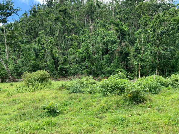 Fourth image of Lot 194 Unity in Bunkers Hill, Trelawny, Jamaica - property is For Sale