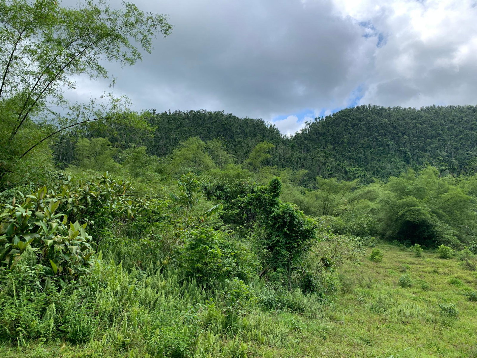 Fifth image of Lot 194 Unity in Bunkers Hill, Trelawny, Jamaica - property is For Sale