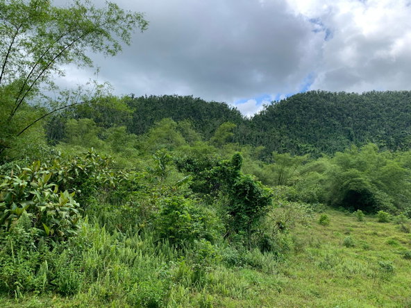 Fifth image of Lot 194 Unity in Bunkers Hill, Trelawny, Jamaica - property is For Sale