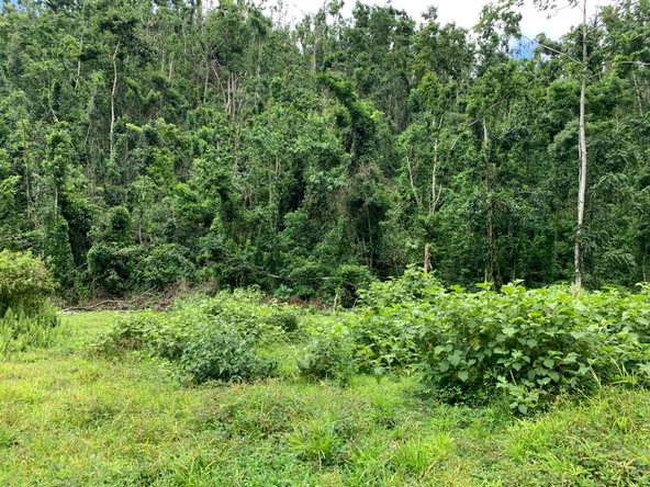 Sixth image of Lot 194 Unity in Bunkers Hill, Trelawny, Jamaica - property is For Sale