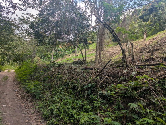 First image of Land-1a & 1b Dublin Castle, Craig Hill in Gordon Town P.O., St. Andrew, Jamaica - property is For Sale