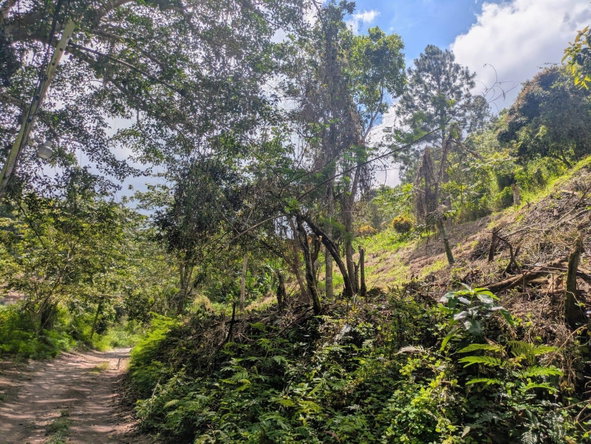 Eighth image of Land-1a & 1b Dublin Castle, Craig Hill in Gordon Town P.O., St. Andrew, Jamaica - property is For Sale