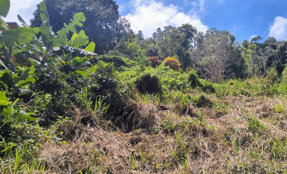 Ninth image of Land-1a & 1b Dublin Castle, Craig Hill in Gordon Town P.O., St. Andrew, Jamaica - property is For Sale
