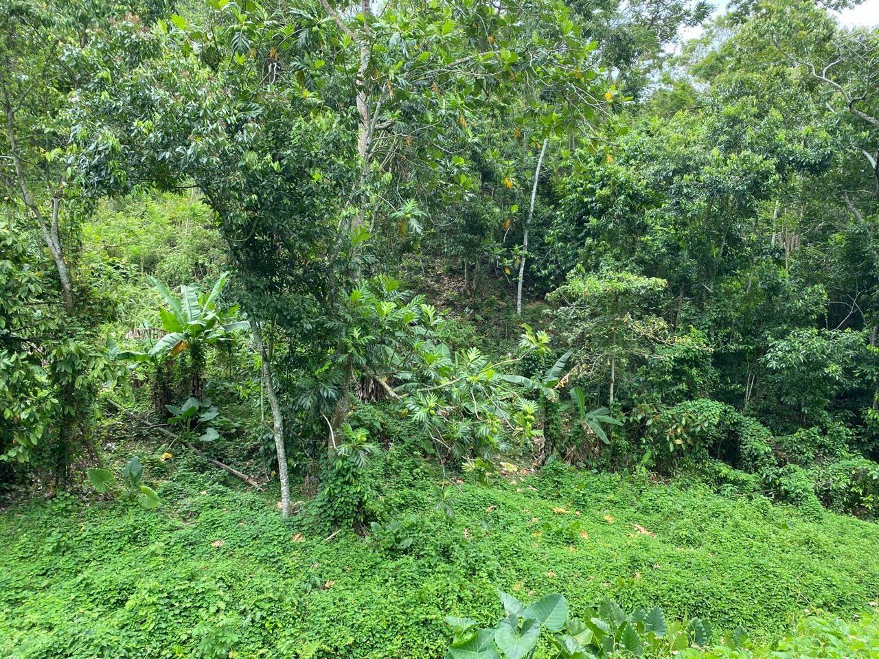 First image of Lindos Hill, Withorn in Whithorn, Westmoreland, Jamaica - property is For Sale