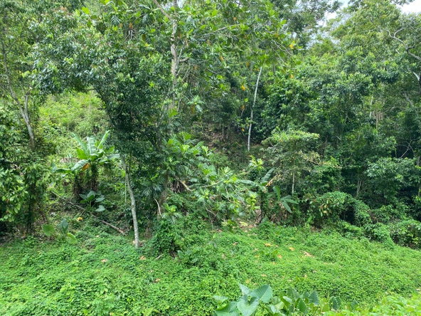 First image of Lindos Hill, Withorn in Whithorn, Westmoreland, Jamaica - property is For Sale