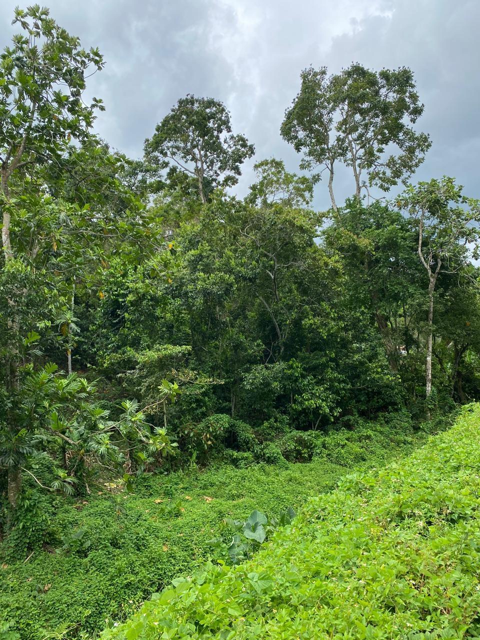 Tenth image of Lindos Hill, Withorn in Whithorn, Westmoreland, Jamaica - property is For Sale