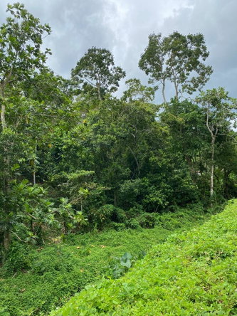 Tenth image of Lindos Hill, Withorn in Whithorn, Westmoreland, Jamaica - property is For Sale