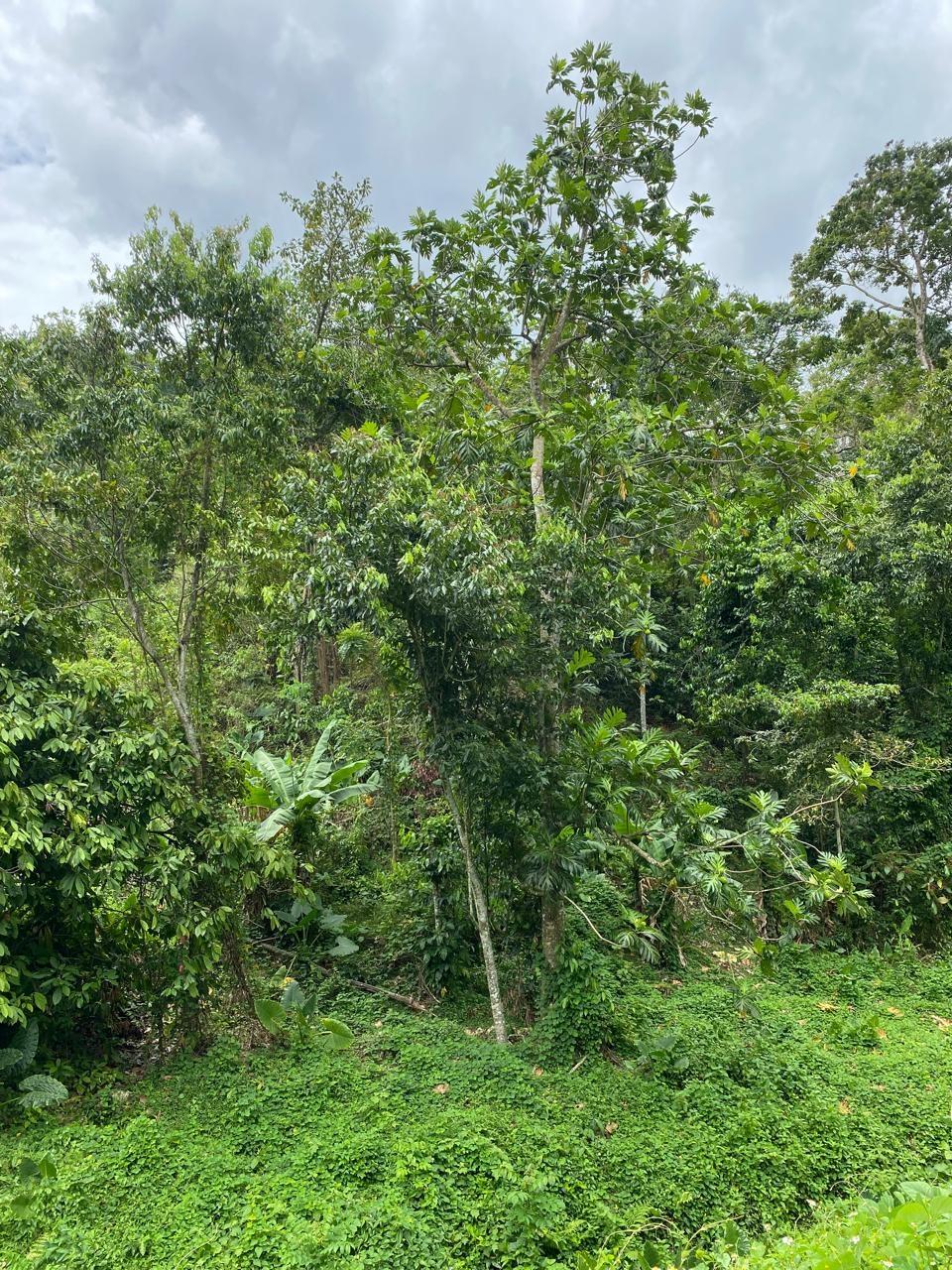 Eleventh image of Lindos Hill, Withorn in Whithorn, Westmoreland, Jamaica - property is For Sale