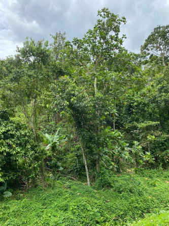 Eleventh image of Lindos Hill, Withorn in Whithorn, Westmoreland, Jamaica - property is For Sale