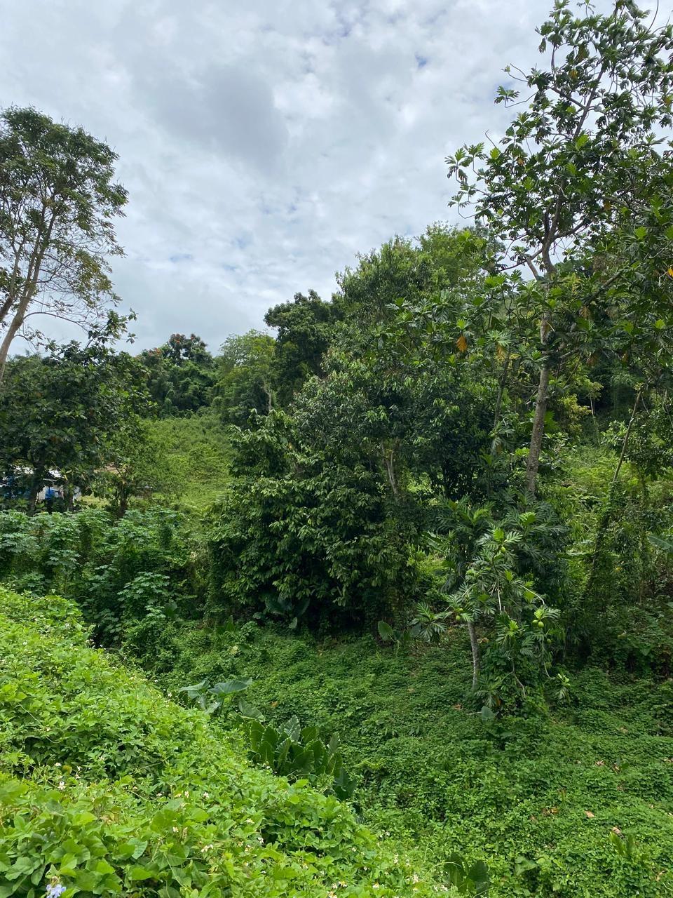 Twelfth image of Lindos Hill, Withorn in Whithorn, Westmoreland, Jamaica - property is For Sale
