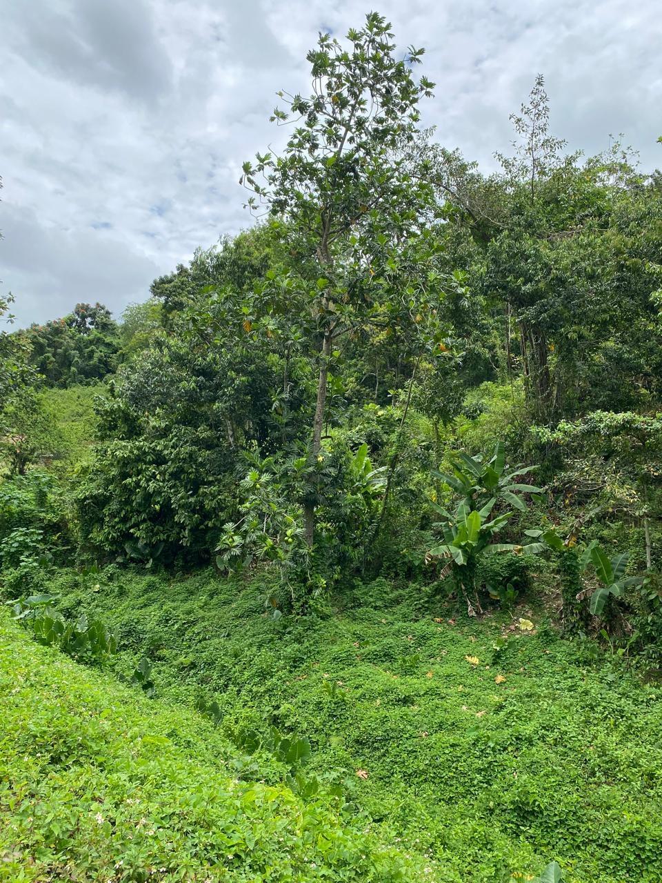 Thirteenth image of Lindos Hill, Withorn in Whithorn, Westmoreland, Jamaica - property is For Sale
