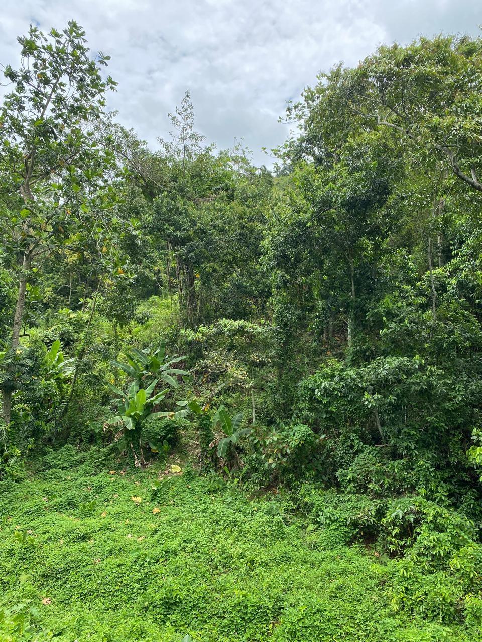 Fourteenth image of Lindos Hill, Withorn in Whithorn, Westmoreland, Jamaica - property is For Sale