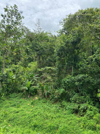 Fourteenth image of Lindos Hill, Withorn in Whithorn, Westmoreland, Jamaica - property is For Sale