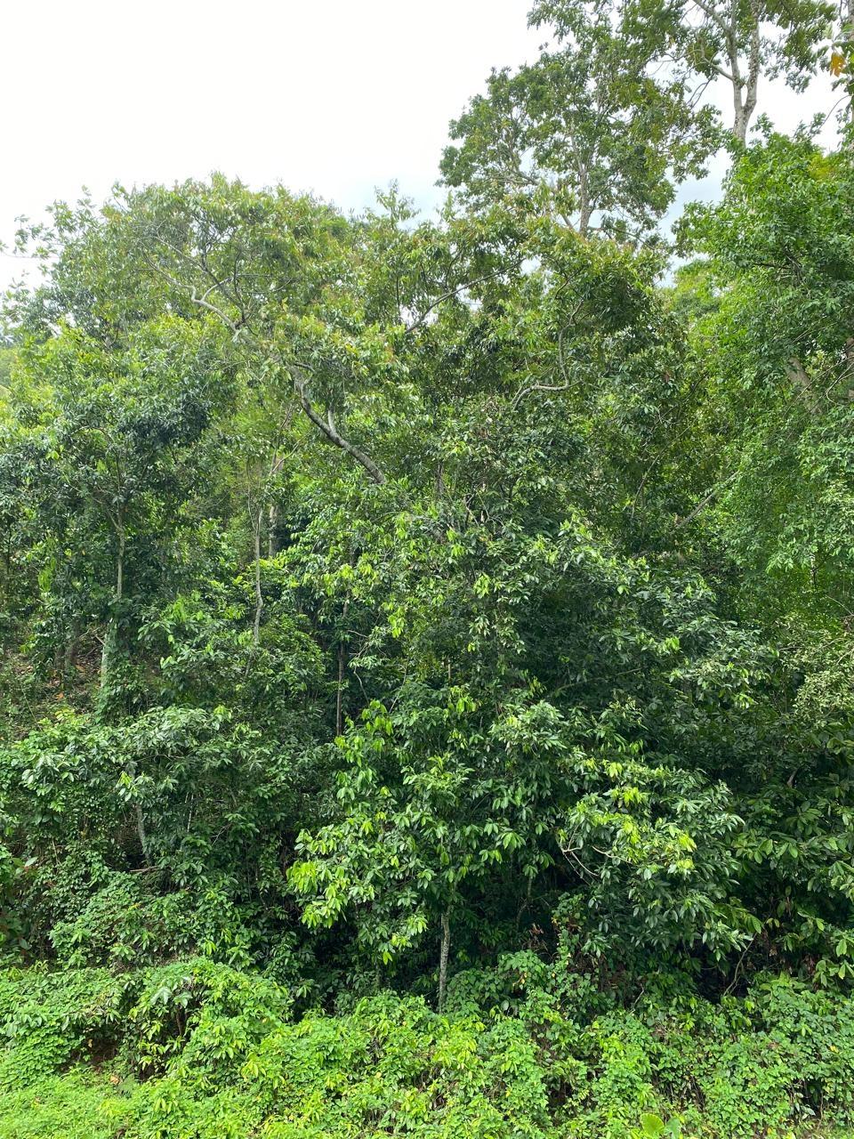 Fifteenth image of Lindos Hill, Withorn in Whithorn, Westmoreland, Jamaica - property is For Sale