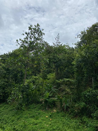 Sixteenth image of Lindos Hill, Withorn in Whithorn, Westmoreland, Jamaica - property is For Sale