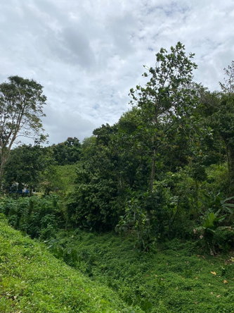 Seventeenth image of Lindos Hill, Withorn in Whithorn, Westmoreland, Jamaica - property is For Sale