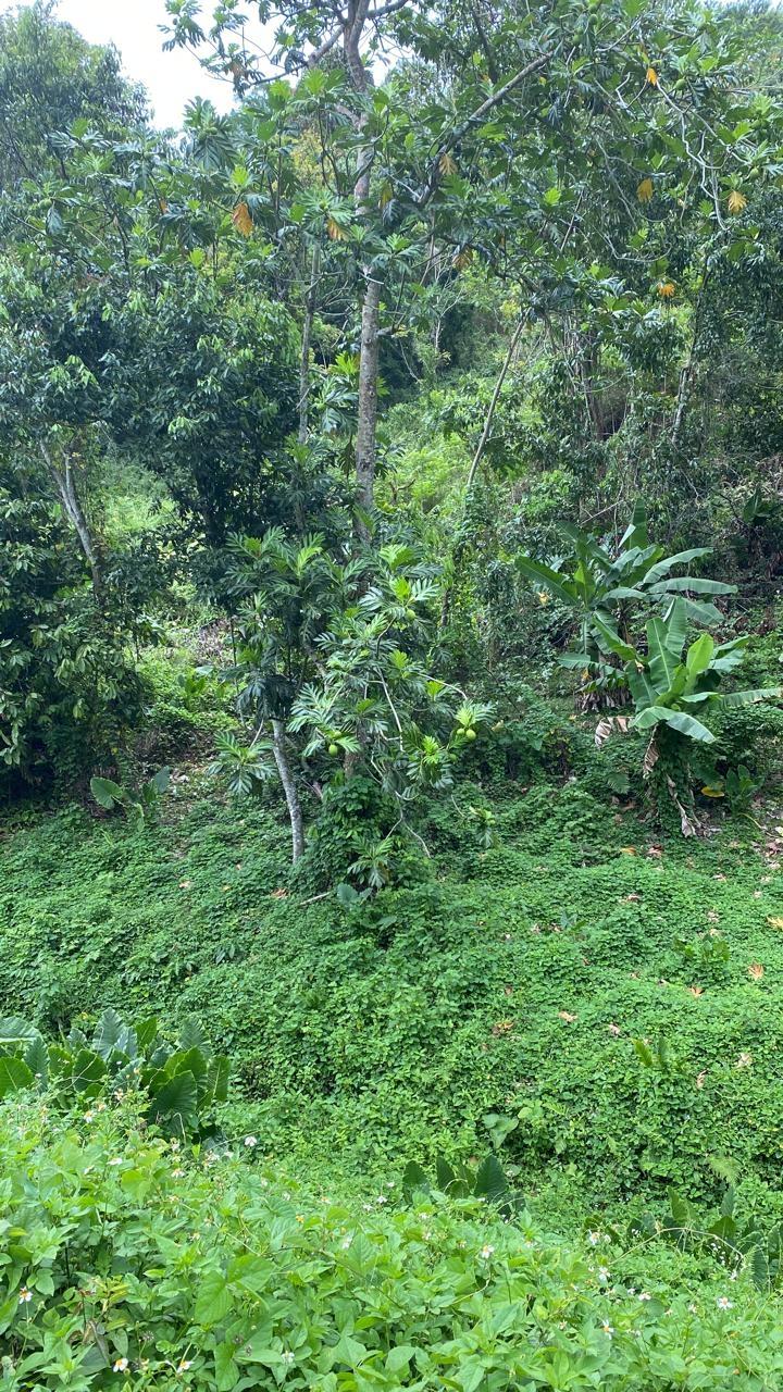 Eighteenth image of Lindos Hill, Withorn in Whithorn, Westmoreland, Jamaica - property is For Sale