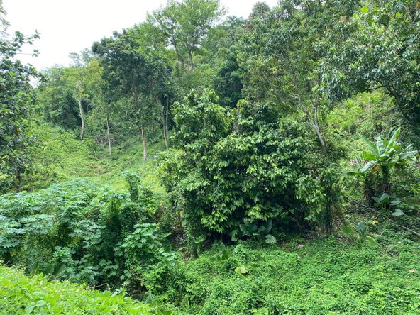 Nineteenth image of Lindos Hill, Withorn in Whithorn, Westmoreland, Jamaica - property is For Sale