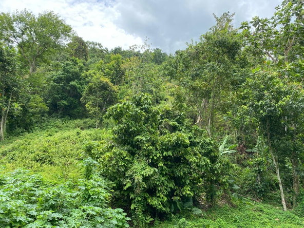 Second image of Lindos Hill, Withorn in Whithorn, Westmoreland, Jamaica - property is For Sale