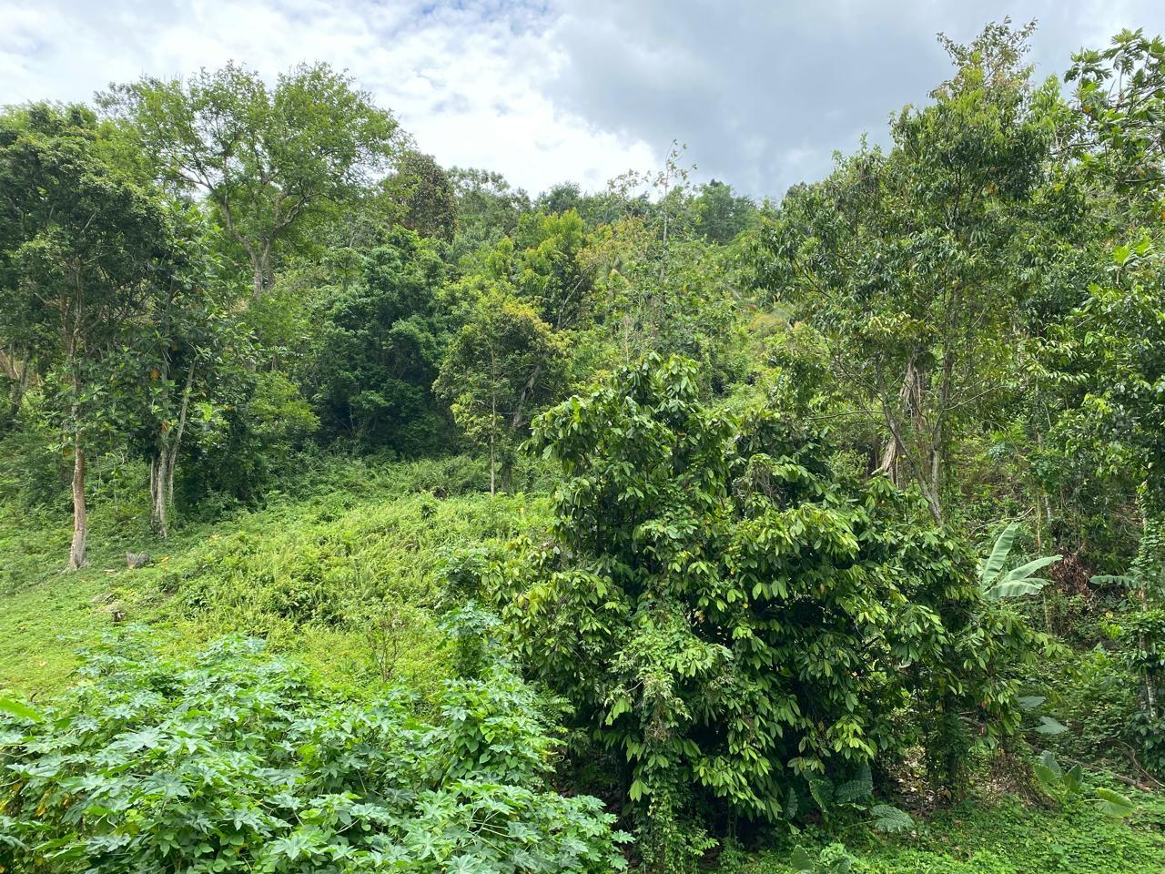 Third image of Lindos Hill, Withorn in Whithorn, Westmoreland, Jamaica - property is For Sale