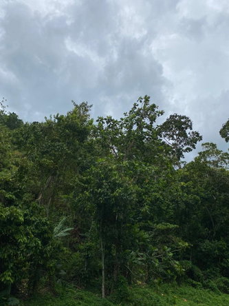 Fourth image of Lindos Hill, Withorn in Whithorn, Westmoreland, Jamaica - property is For Sale