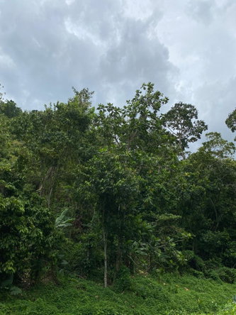 Fifth image of Lindos Hill, Withorn in Whithorn, Westmoreland, Jamaica - property is For Sale