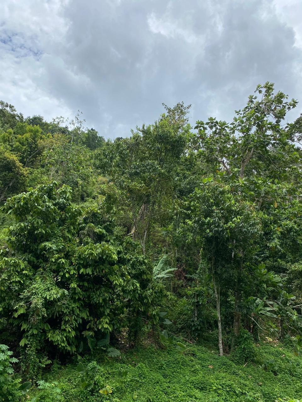 Sixth image of Lindos Hill, Withorn in Whithorn, Westmoreland, Jamaica - property is For Sale