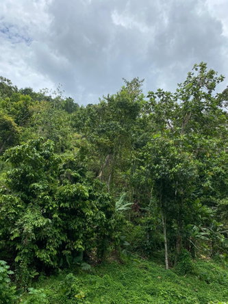 Sixth image of Lindos Hill, Withorn in Whithorn, Westmoreland, Jamaica - property is For Sale